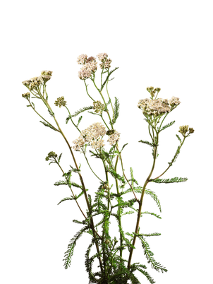 Schafgarbe Achillea Millefolium Imupret N